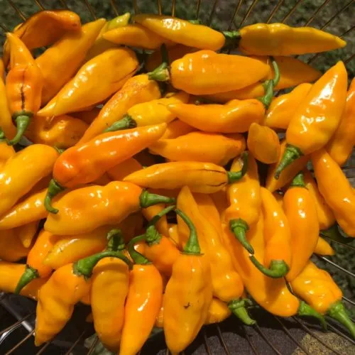 Datil Chilli Seeds
