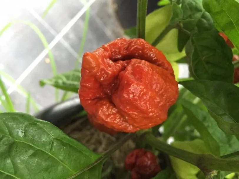 Trinidad Moruga Scorpion Caramel Chilli Seeds - Image 3
