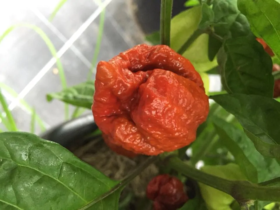 Trinidad Moruga Scorpion Caramel Chilli Seeds - Image 3