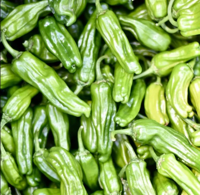 Shishito Chilli Seeds - Image 3
