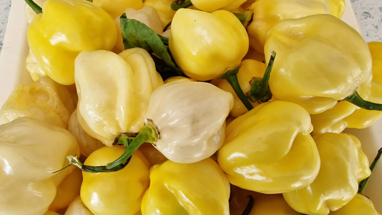 Habanero White Giant Chilli Seeds - Image 6