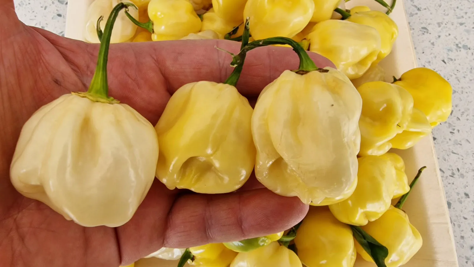 Habanero White Giant Chilli Seeds - Image 4