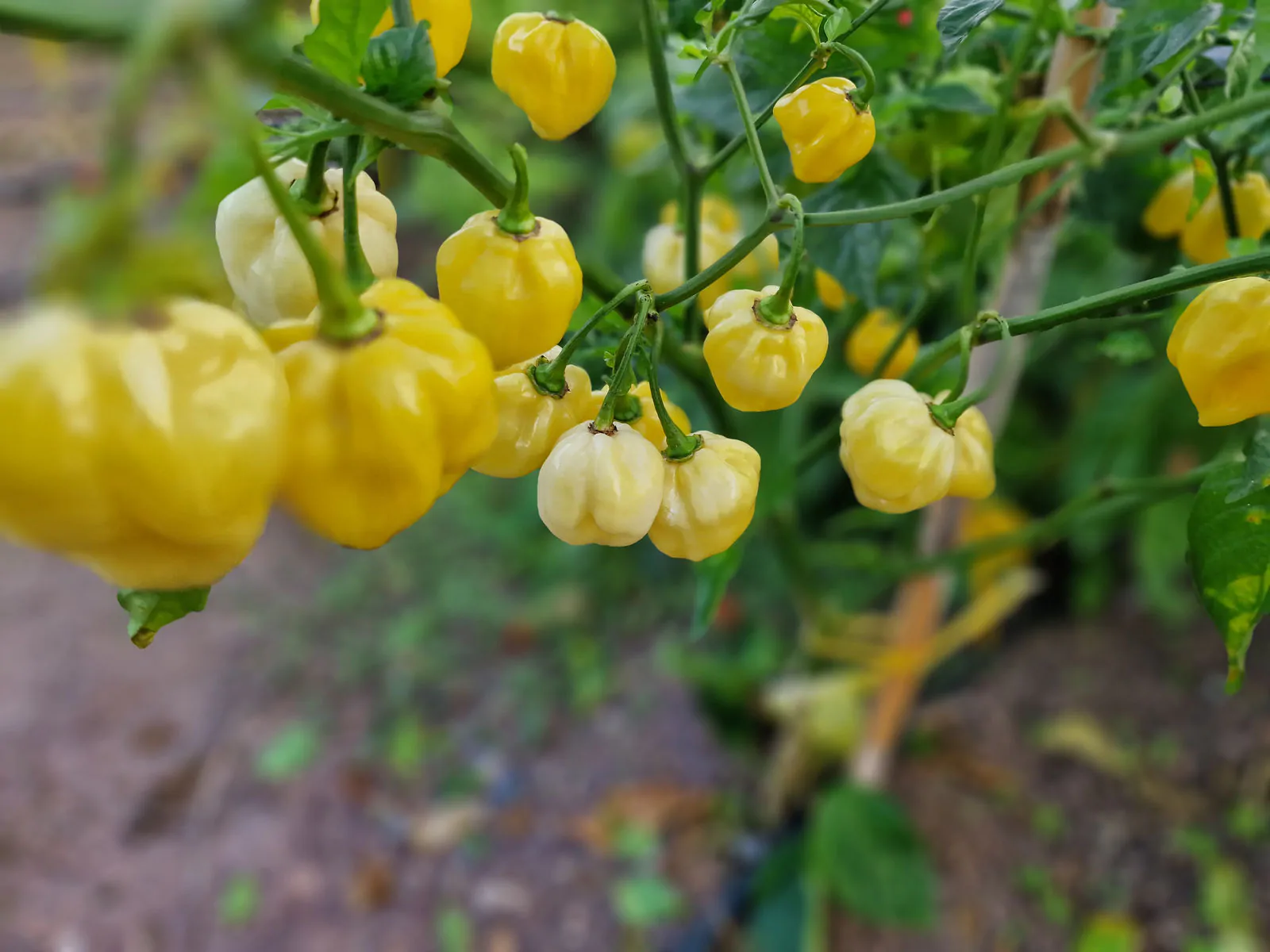 Habanero White Giant Chilli Seeds - Image 8