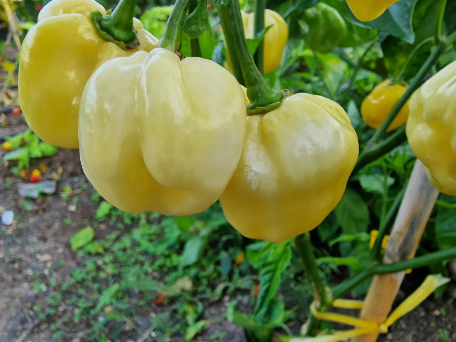 Habanero White Giant Chilli Seeds - Image 10