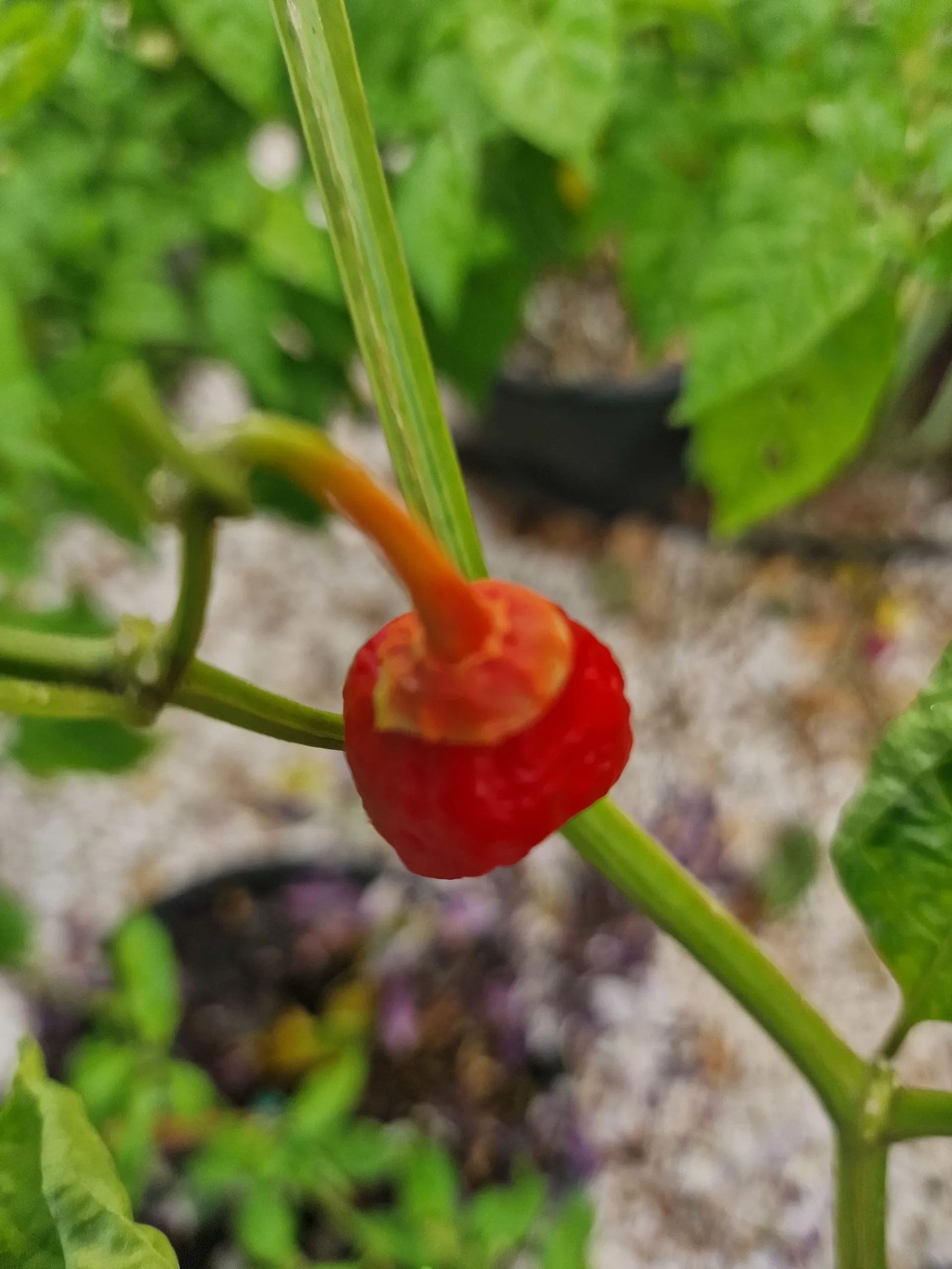 Frankenstein BBG Chilli Seeds - Image 4