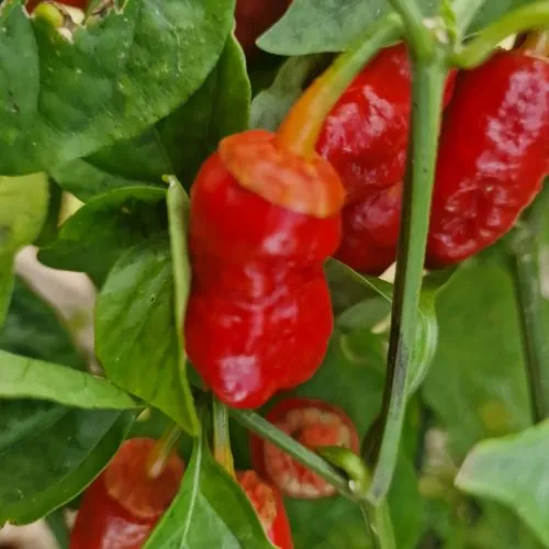 Frankenstein BBG Chilli Seeds