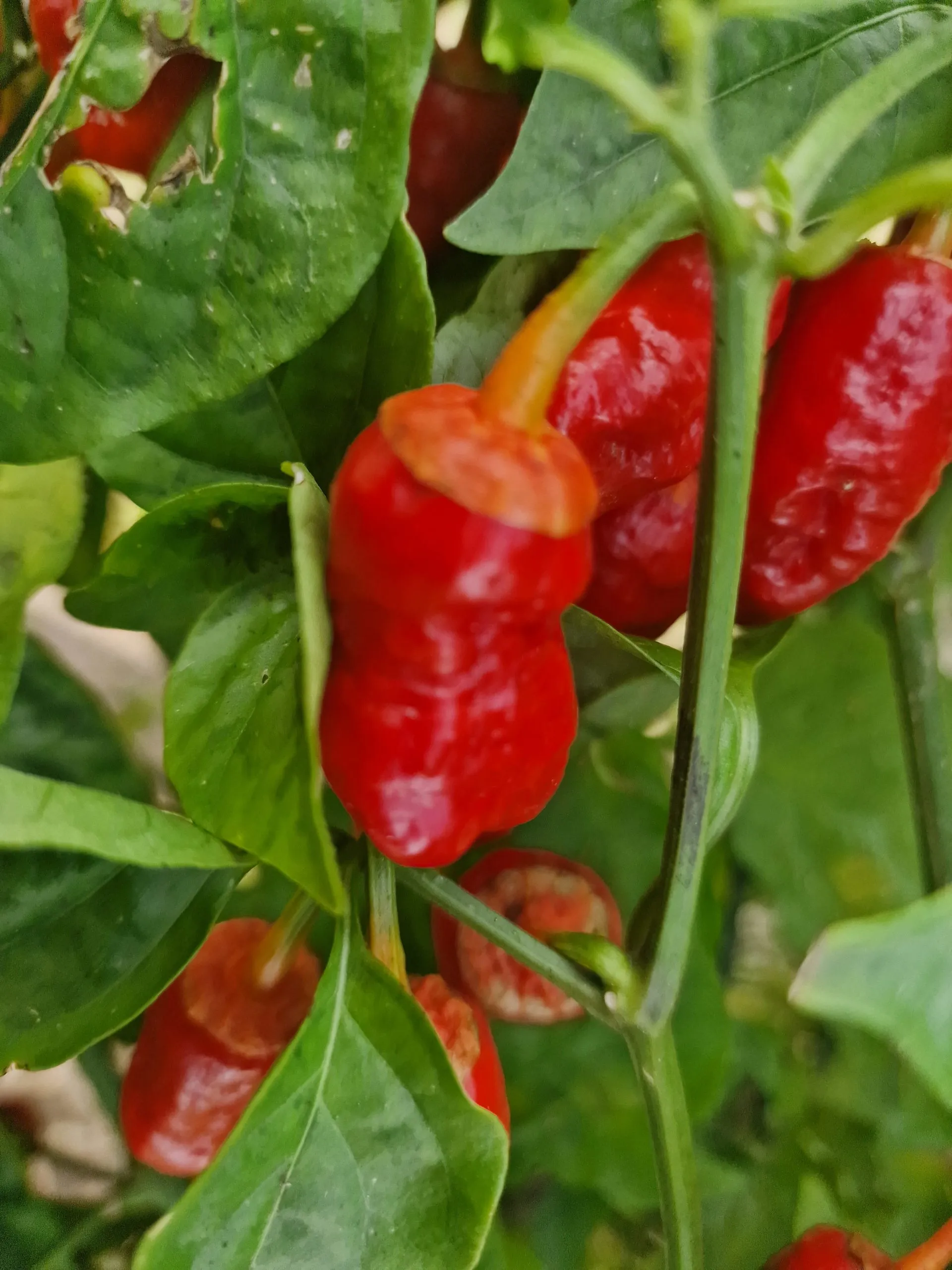 Frankenstein BBG Chilli Seeds