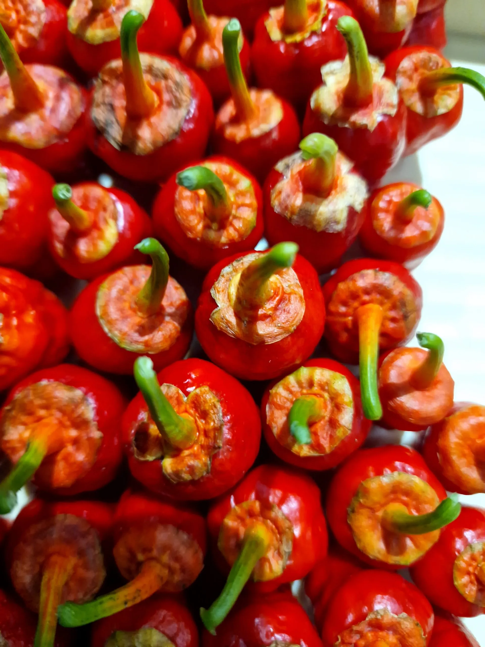 Frankenstein BBG Chilli Seeds - Image 6