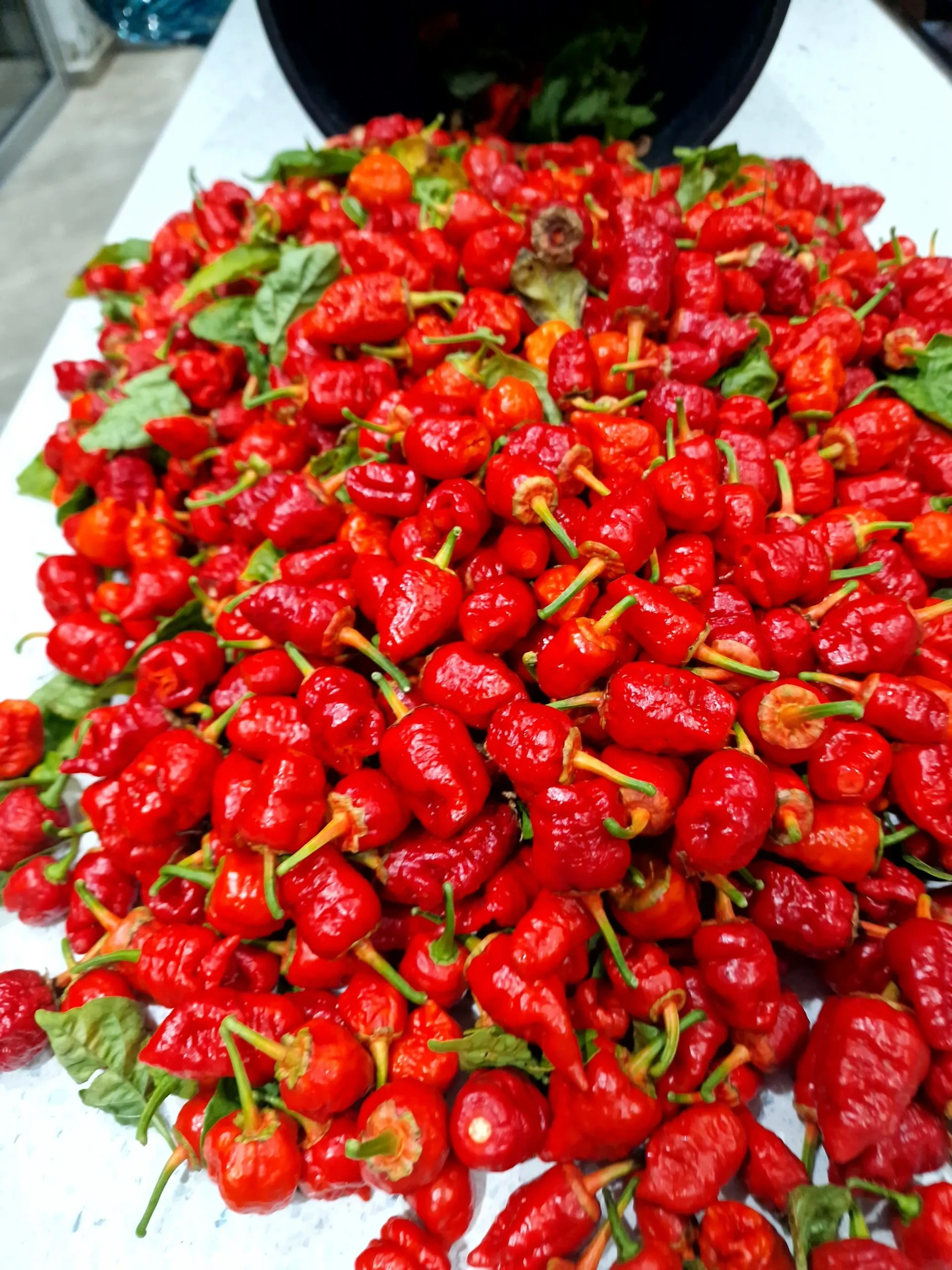 Frankenstein BBG Chilli Seeds - Image 5