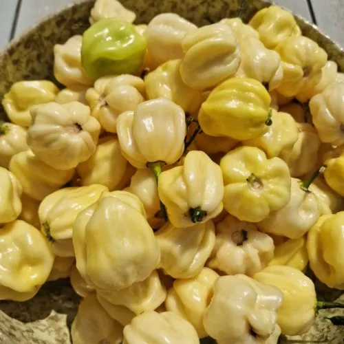 Habanero White Giant Chilli Seeds
