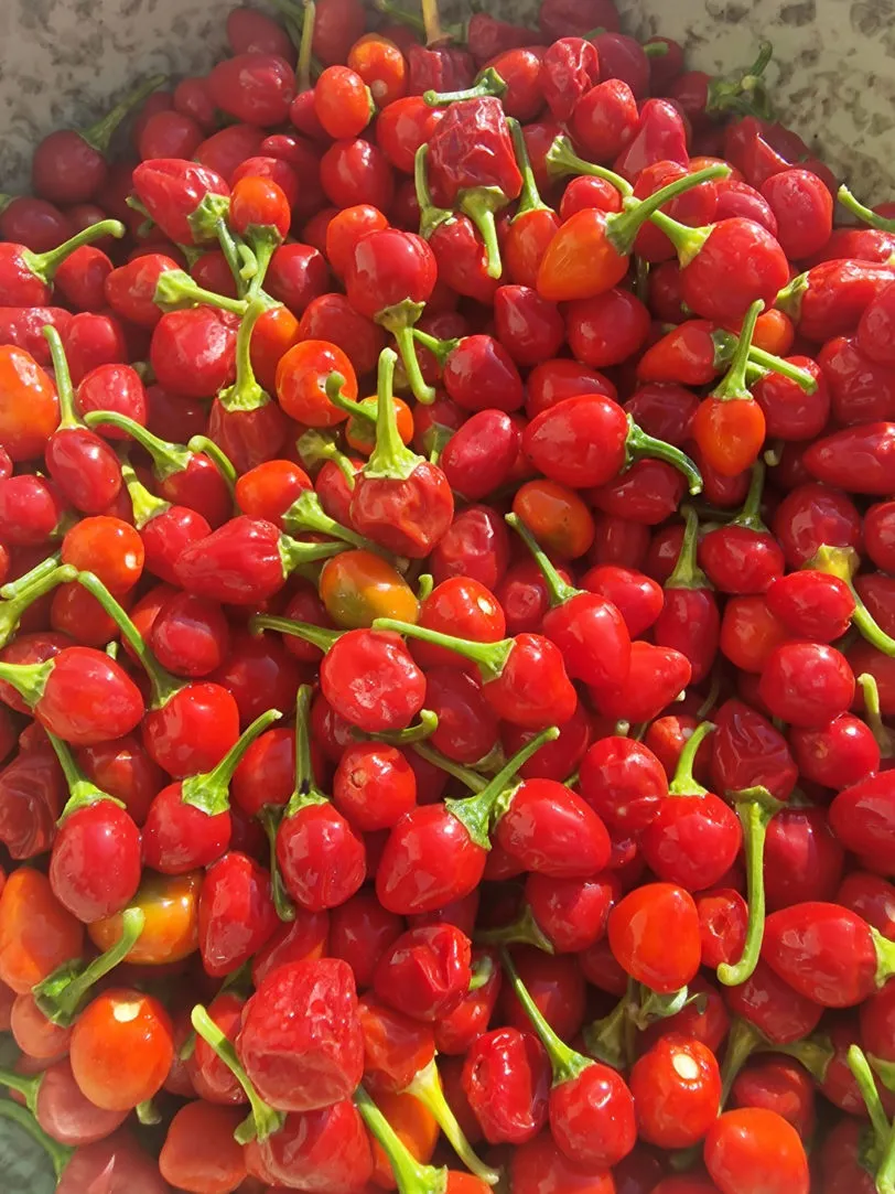 Akabare Khursani Chilli Seeds - Image 3