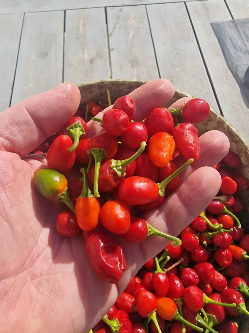 Akabare Khursani Chilli Seeds - Image 4