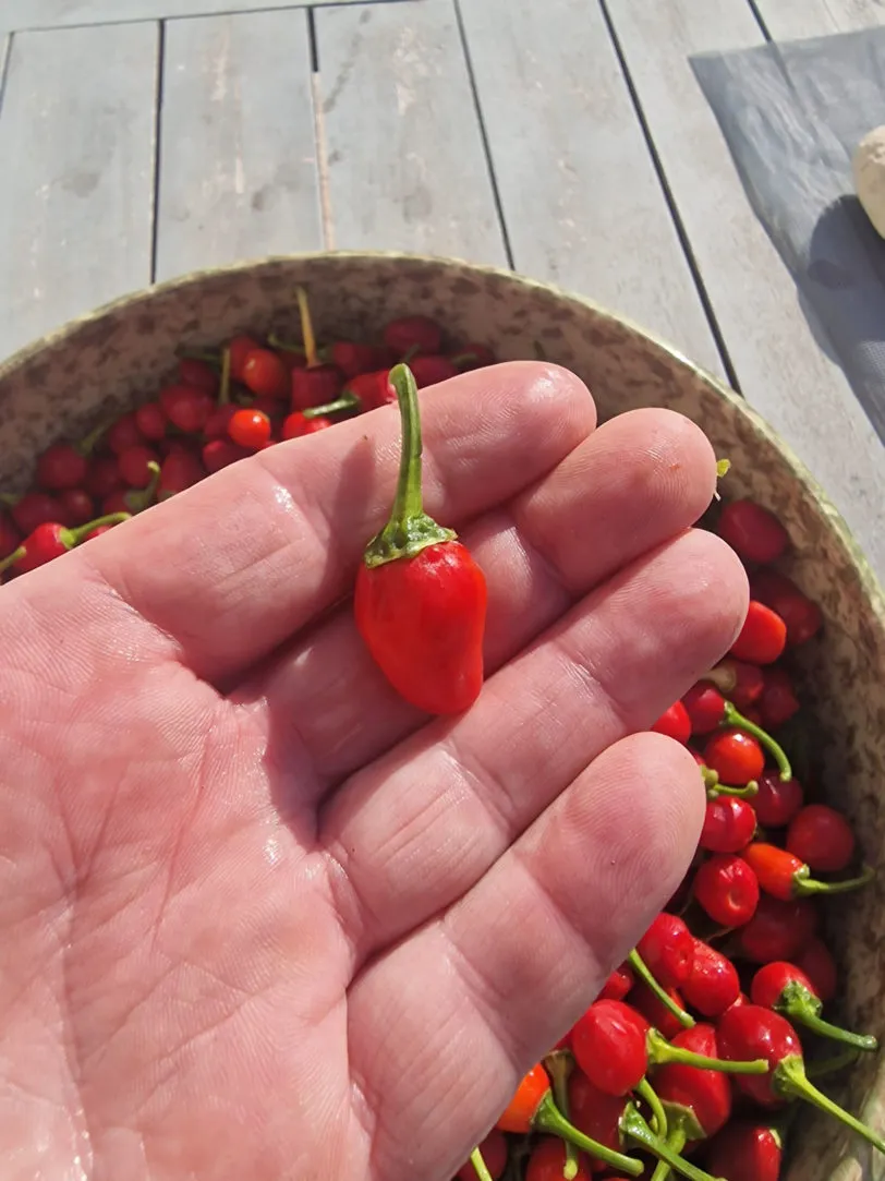 Akabare Khursani Chilli Seeds - Image 5