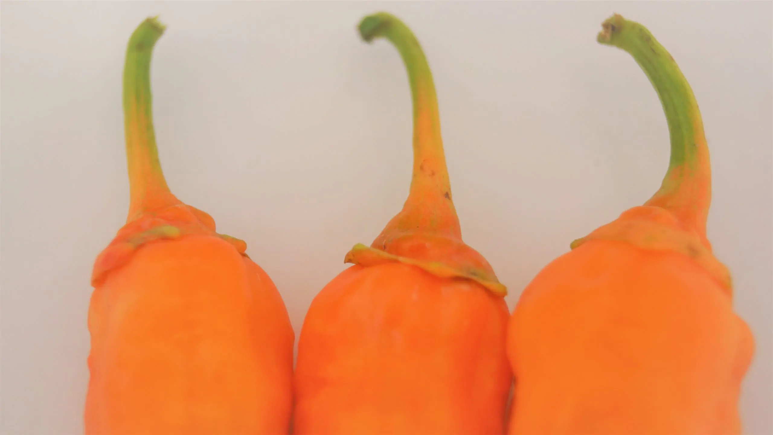 Bleeding Jigsaw SLP Chilli Seeds - Image 3