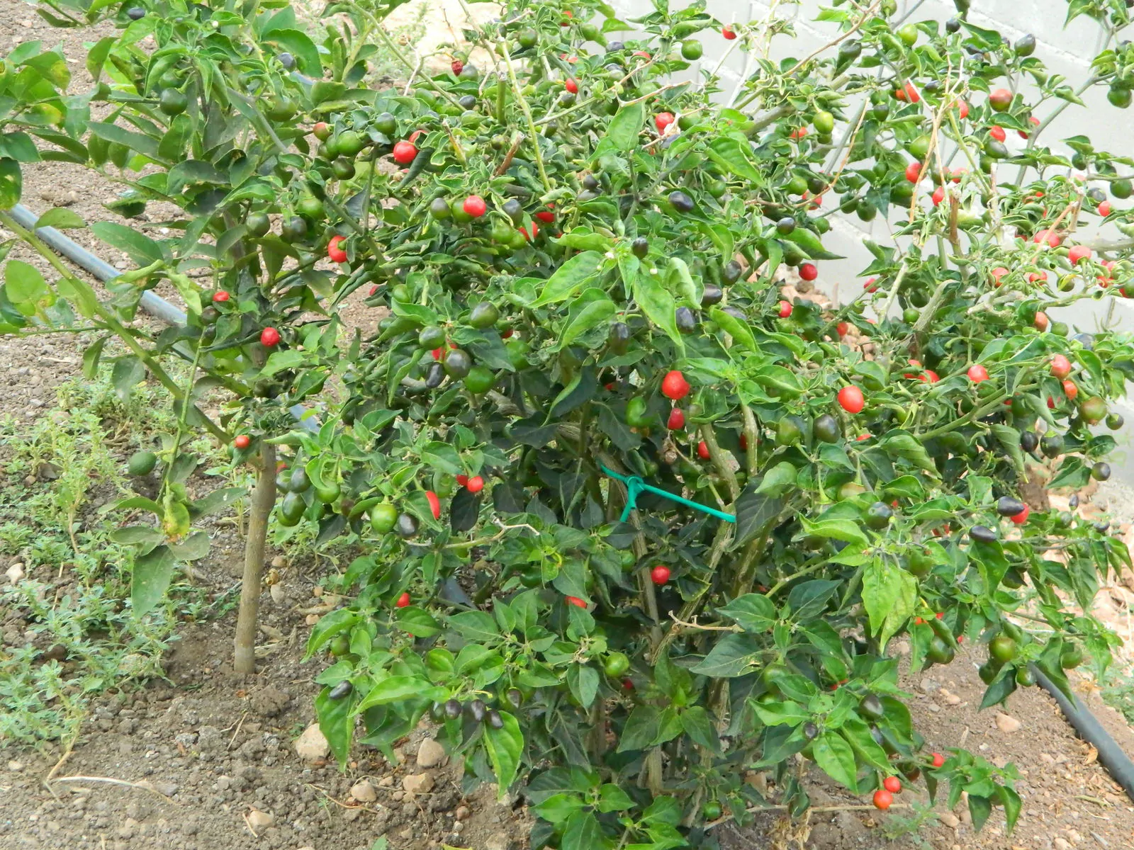 Akabare Khursani Chilli Seeds - Image 6