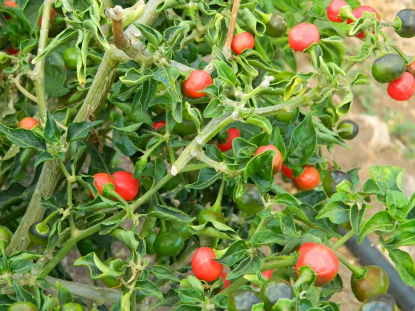 Akabare Khursani Chilli Seeds - Image 7