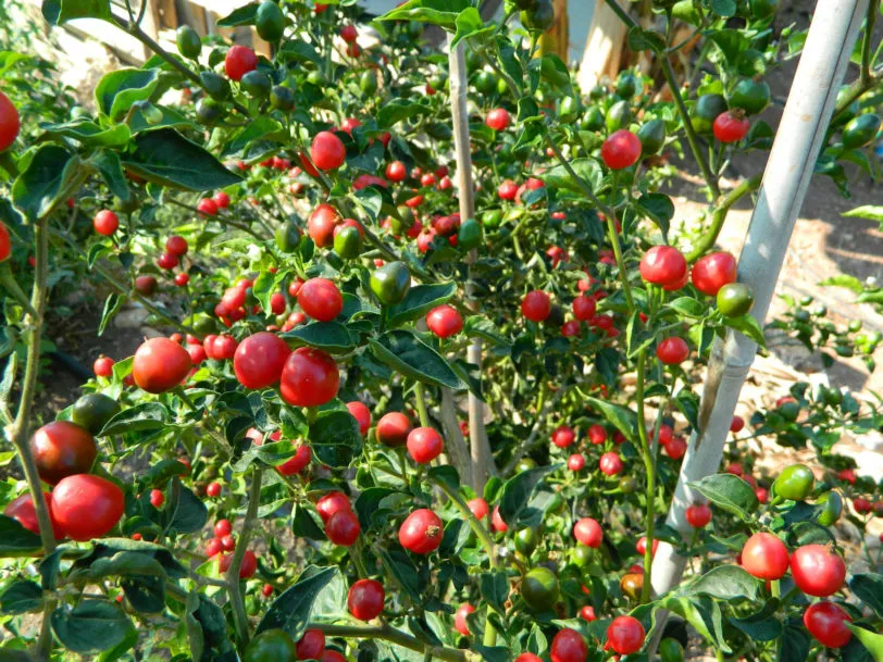Akabare Khursani Chilli Seeds - Image 2