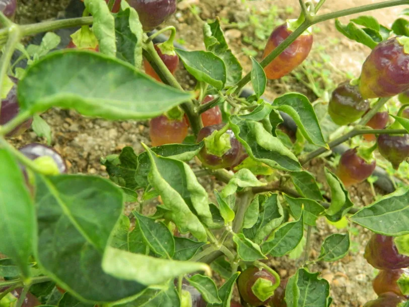 Bolivian Bumpy Chilli Seeds - Image 3