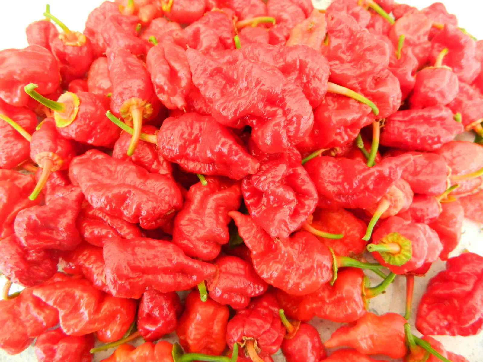 Frankenstein BBG Chilli Seeds - Image 9