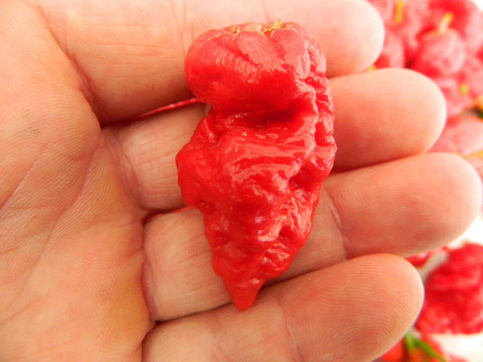 Frankenstein BBG Chilli Seeds - Image 10