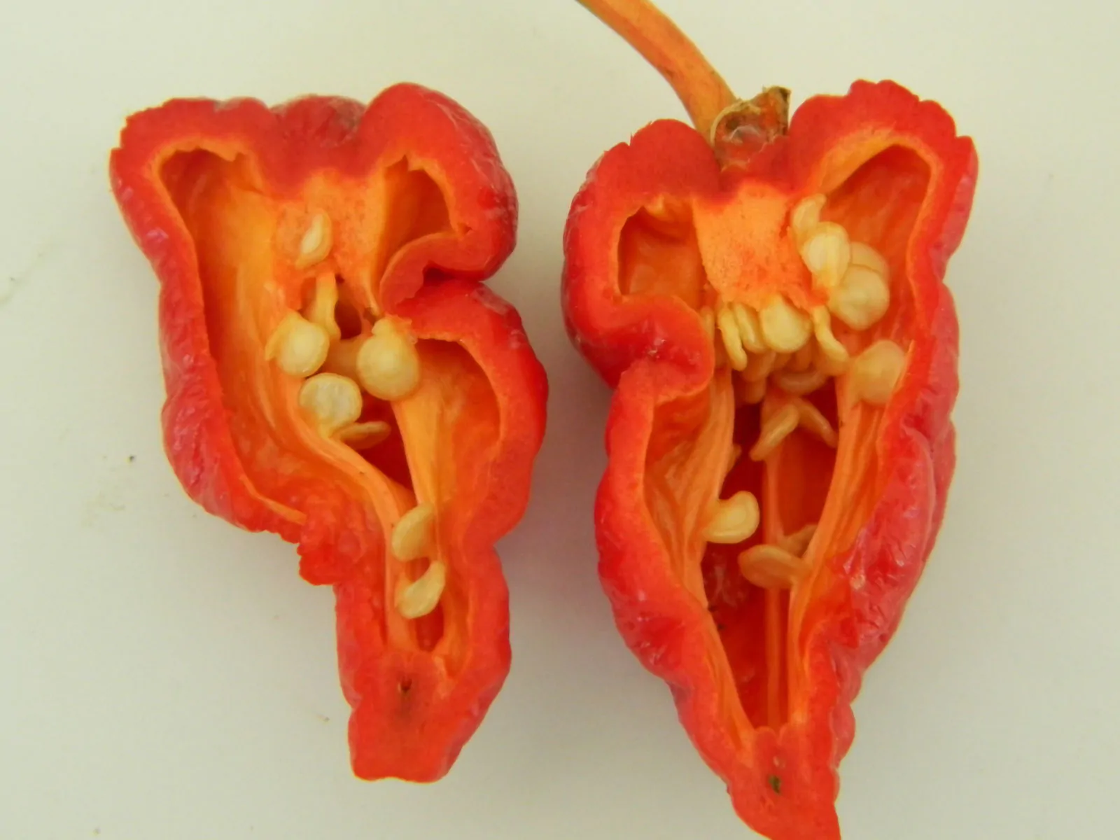 Frankenstein BBG Chilli Seeds - Image 3