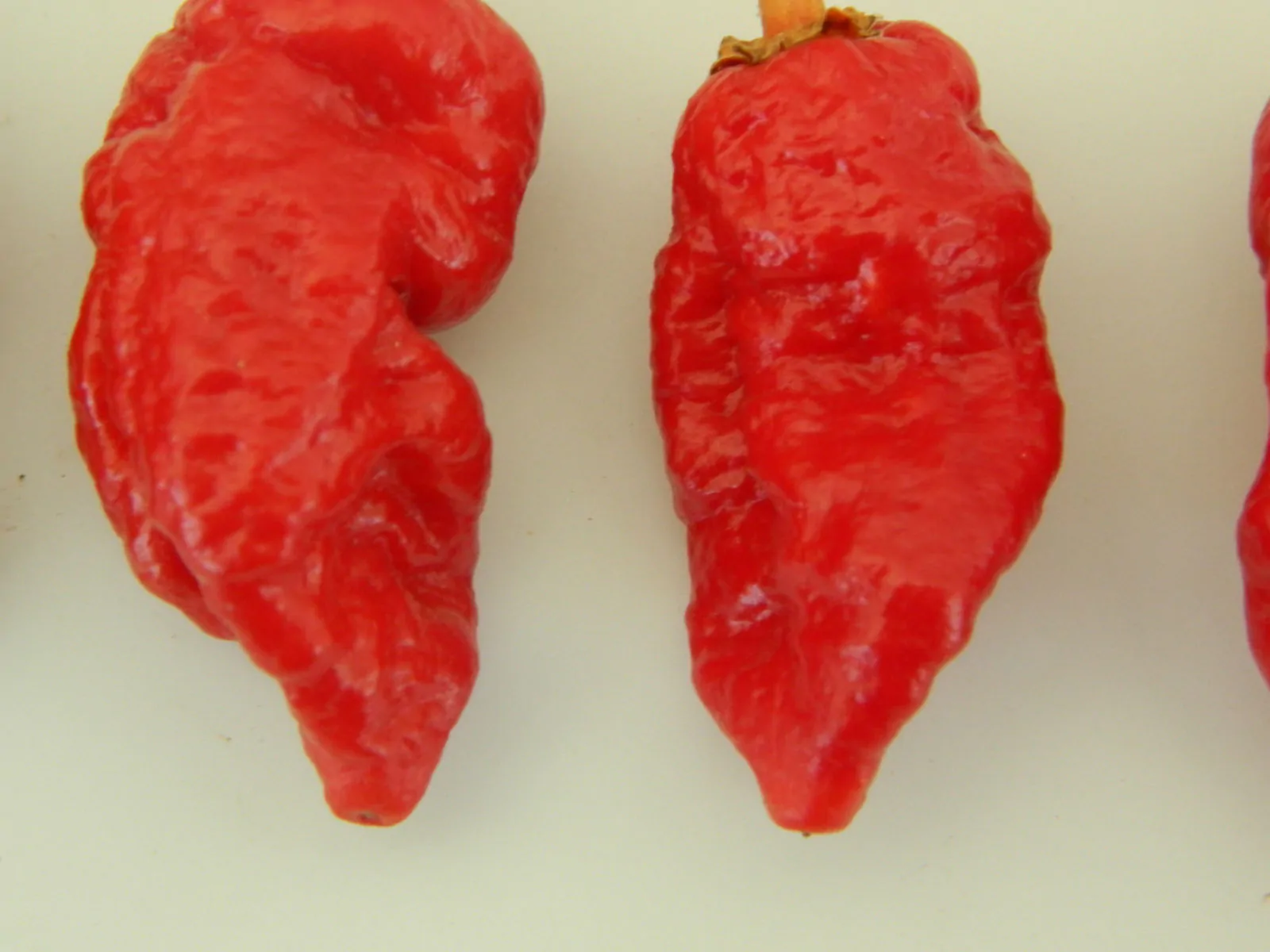 Frankenstein BBG Chilli Seeds - Image 8