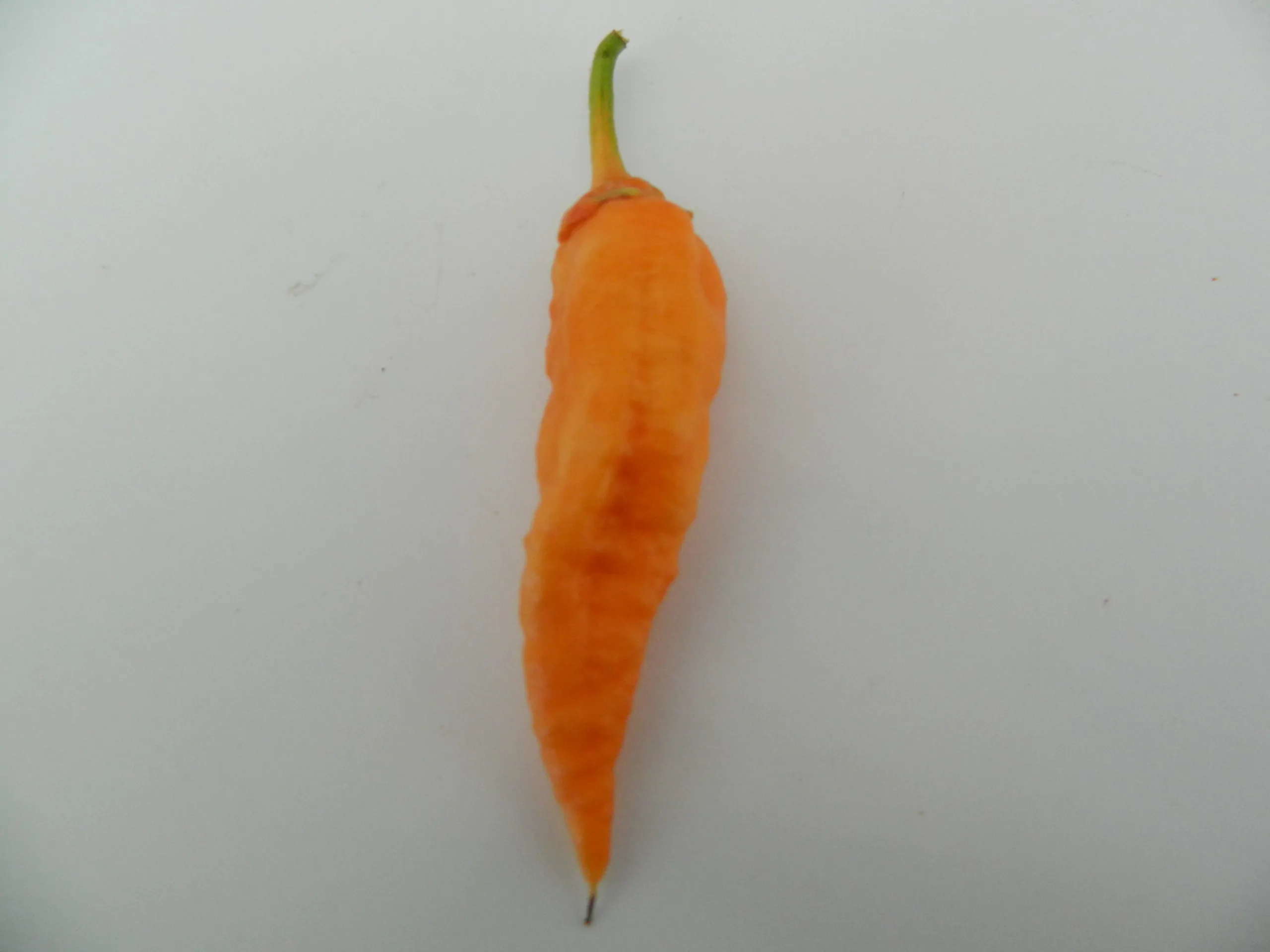 Bleeding Jigsaw SLP Chilli Seeds - Image 5