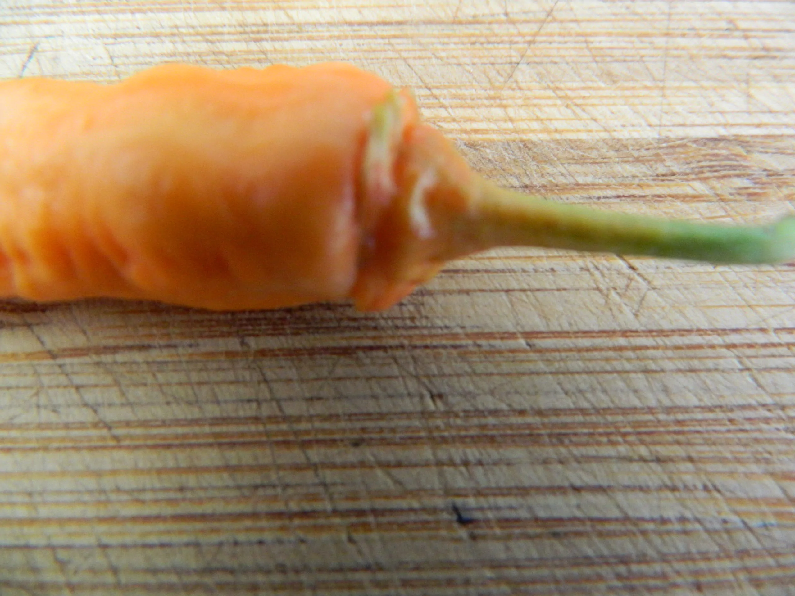 Bleeding Jigsaw SLP Chilli Seeds - Image 4