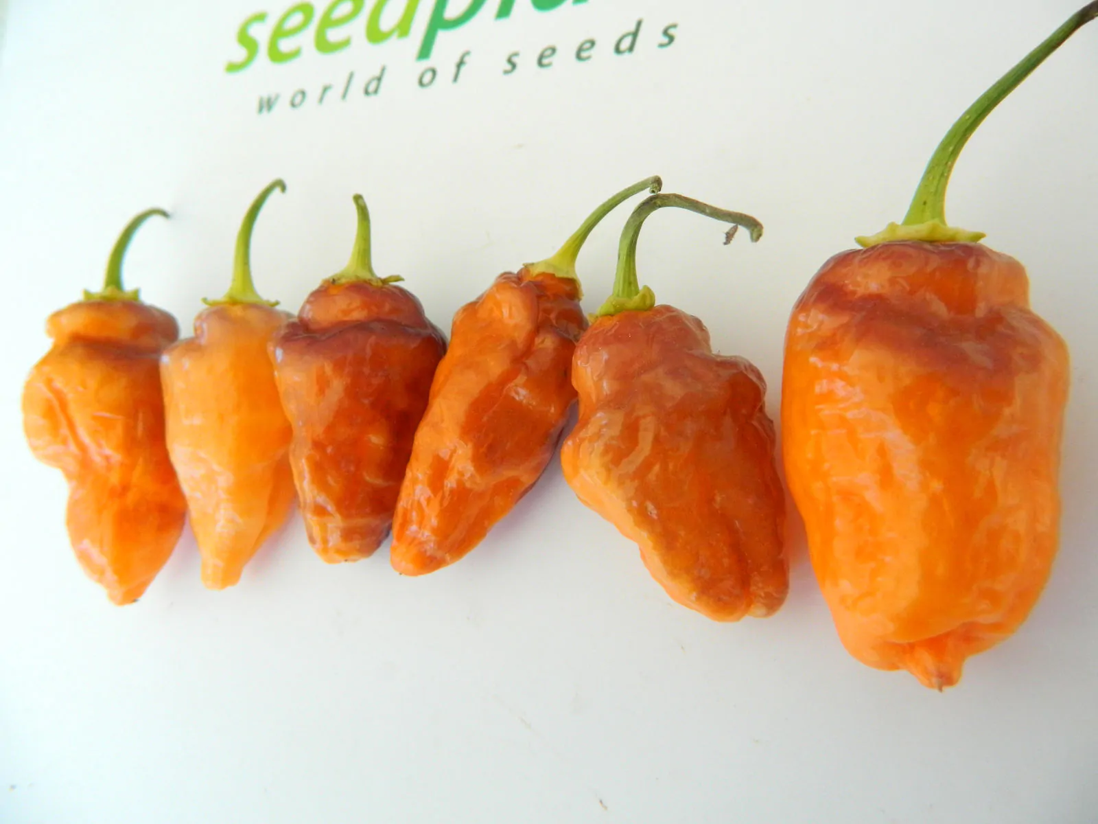 Bolivian Bumpy Chilli Seeds - Image 4