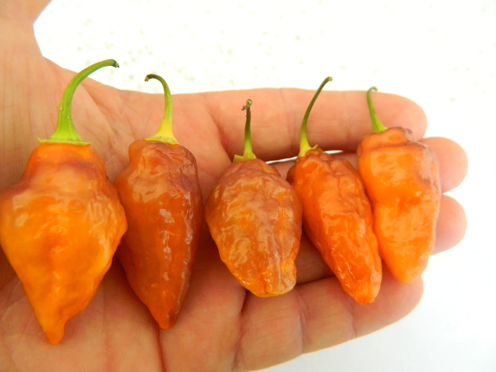 Bolivian Bumpy Chilli Seeds