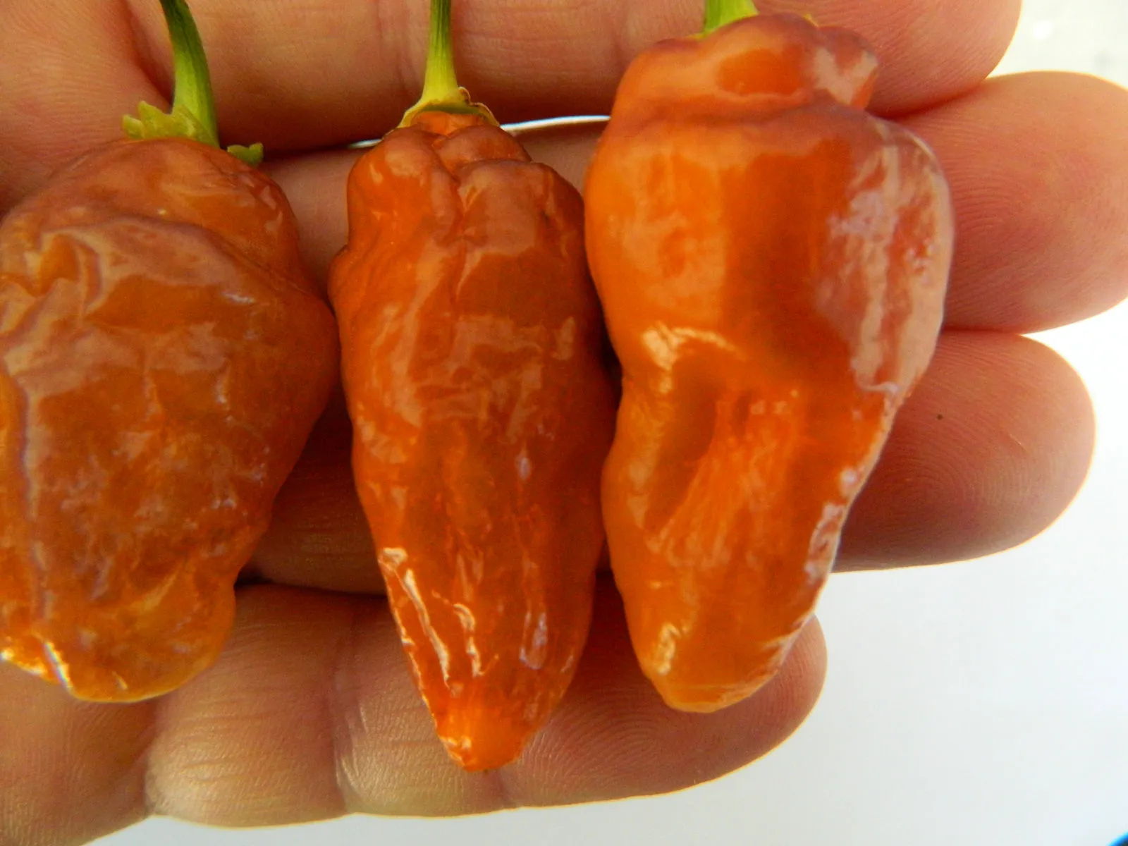 Bolivian Bumpy Chilli Seeds - Image 5