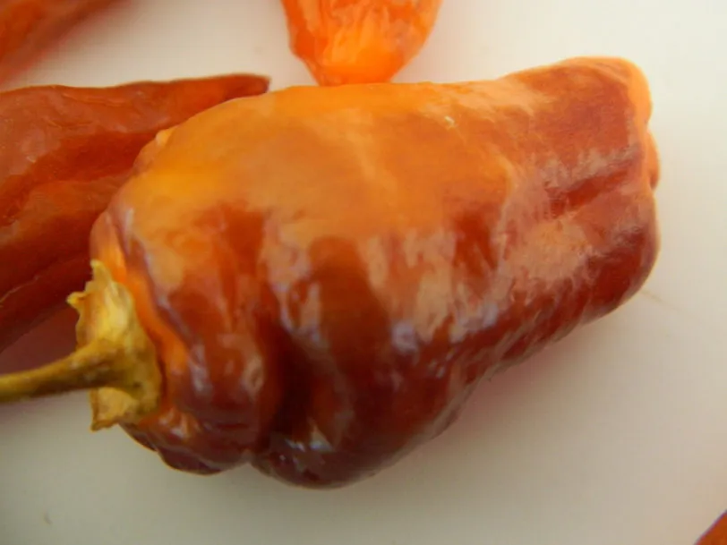 Bolivian Bumpy Chilli Seeds