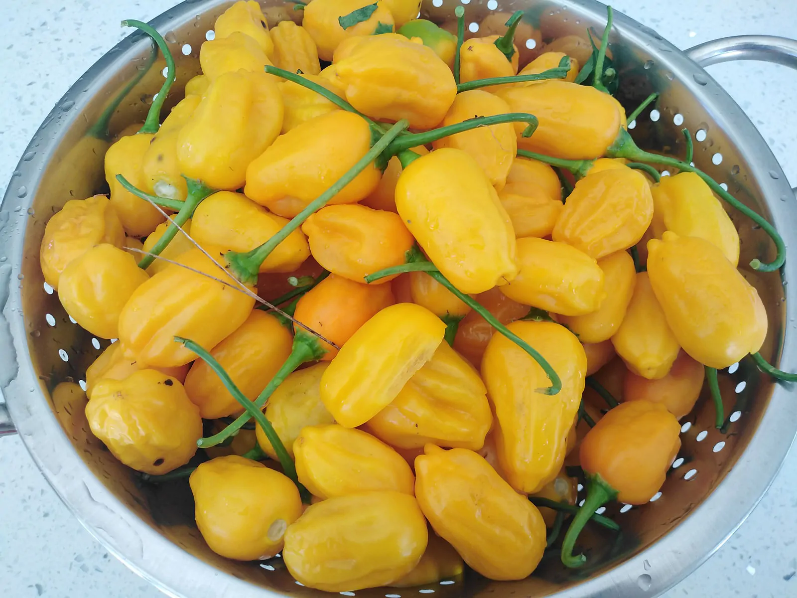 El Oro De Ecuador Chilli Seeds - Image 4