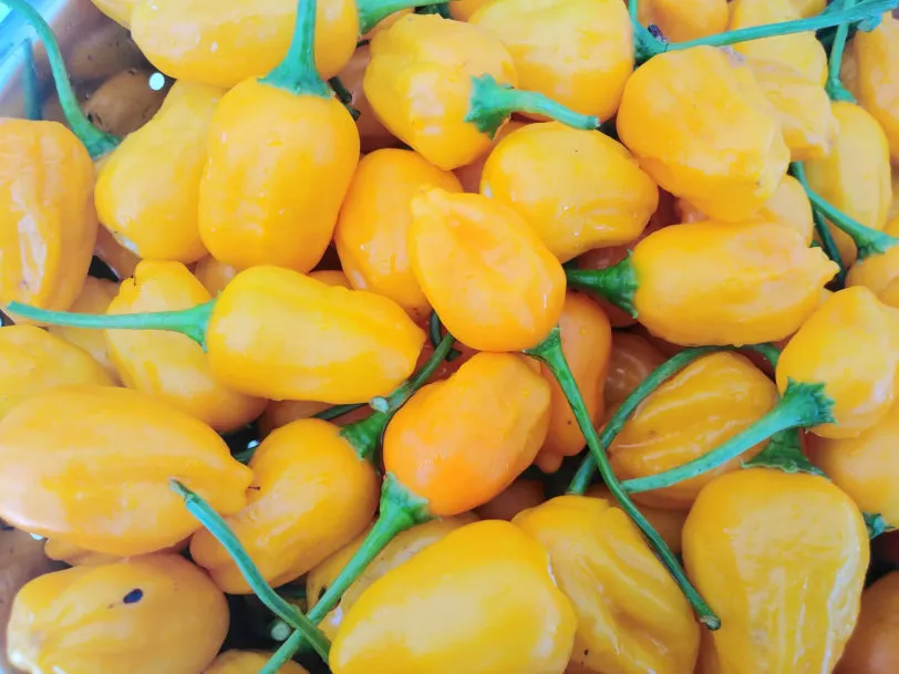 El Oro De Ecuador Chilli Seeds - Image 3