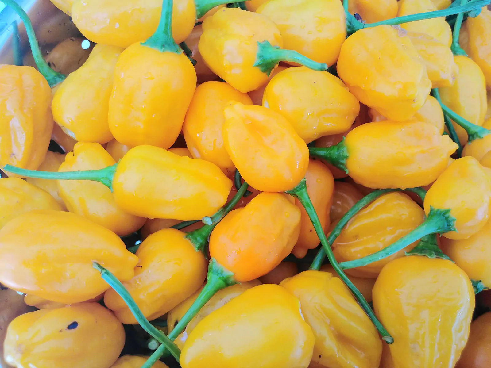 El Oro De Ecuador Chilli Seeds - Image 3