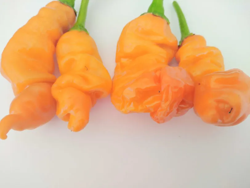 Peters Pepper Orange Chilli Seeds - Image 3