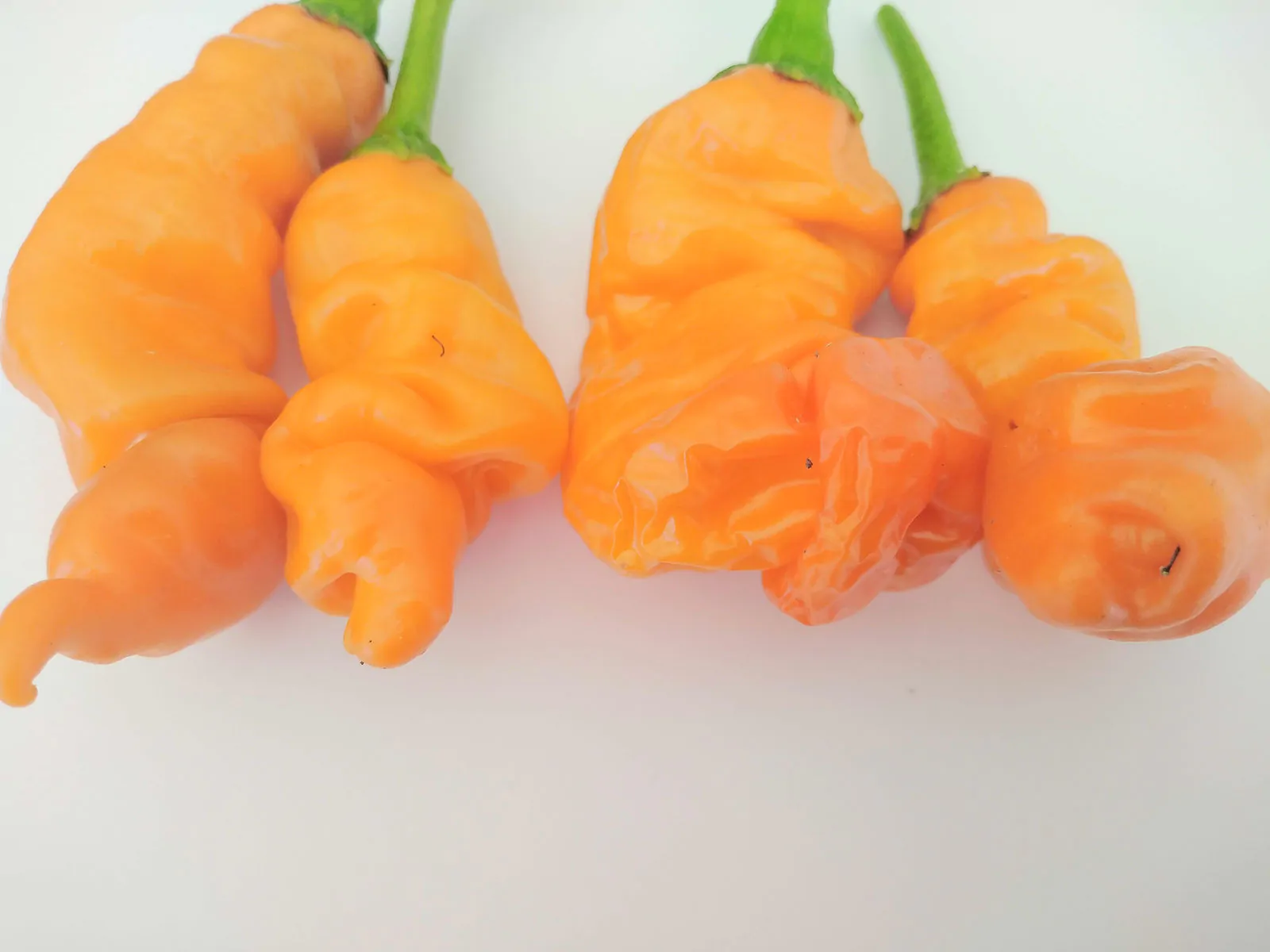 Peters Pepper Orange Chilli Seeds - Image 3