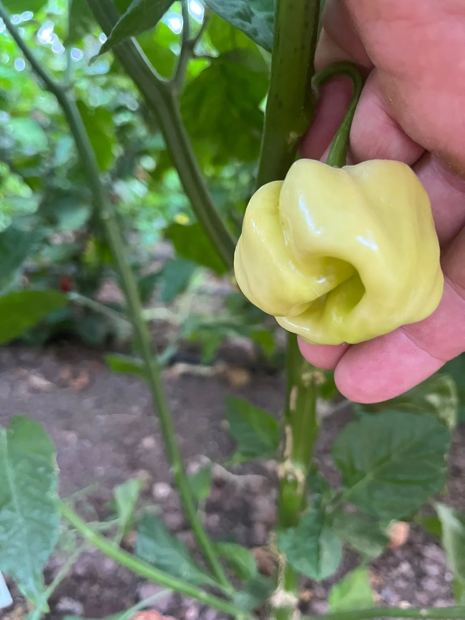 Habanero White Giant Chilli Seeds - Image 11