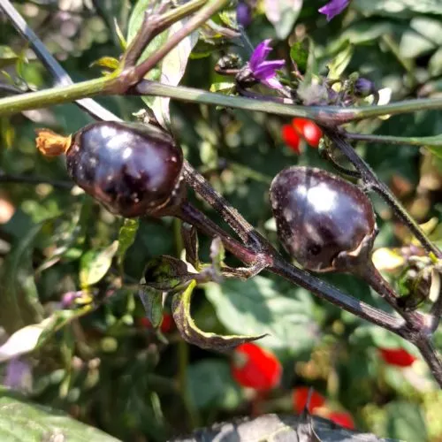 Black Cuban Chilli Seeds