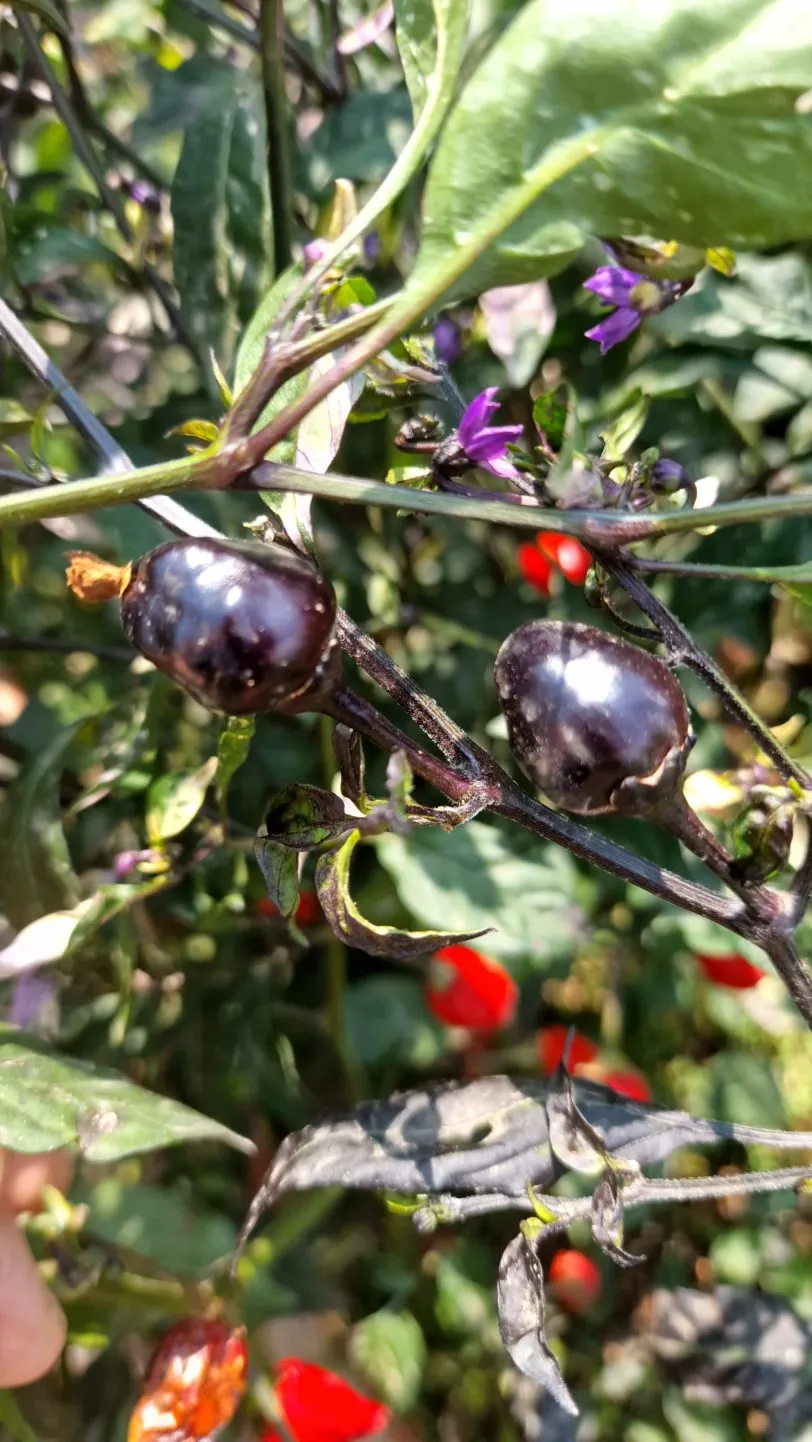 Black Cuban Chilli Seeds - Image 5