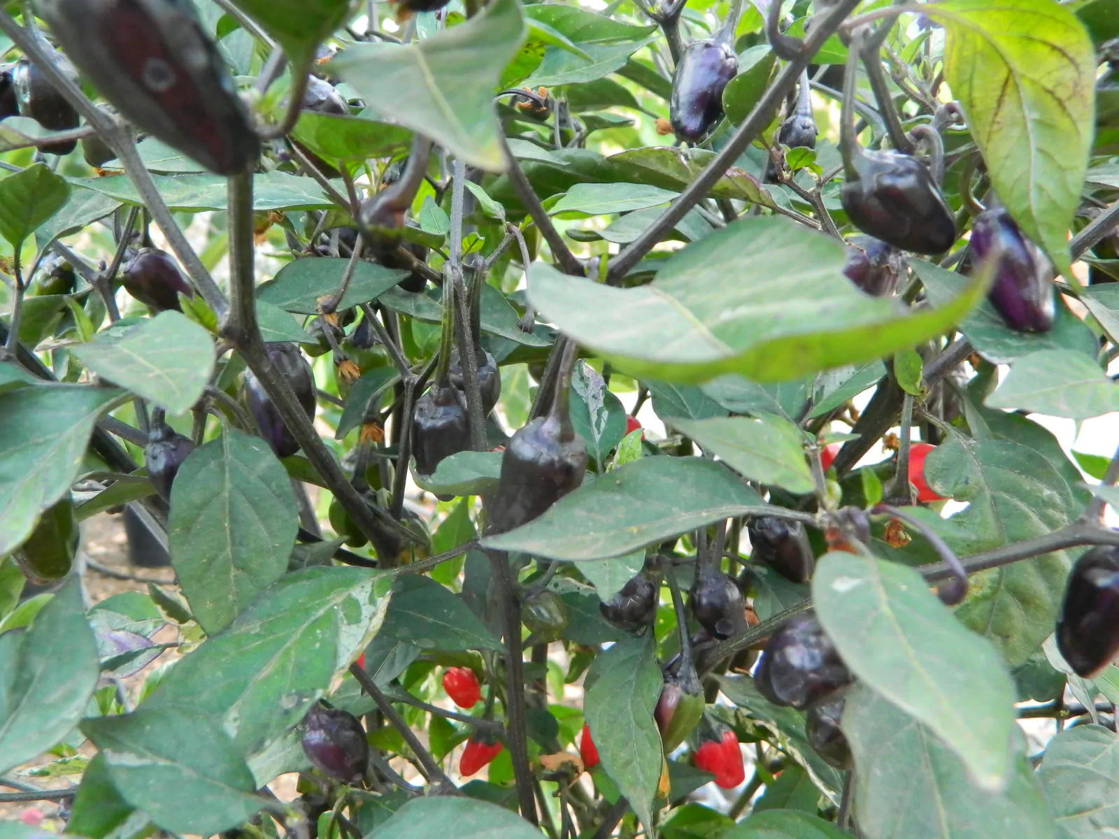Black Cuban Chilli Seeds - Image 3