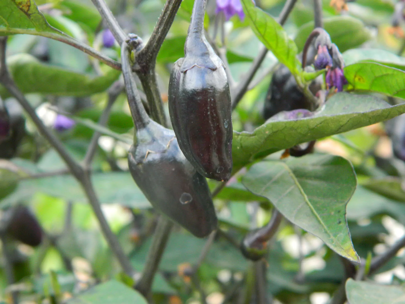 Black Cuban Chilli Seeds - Image 4