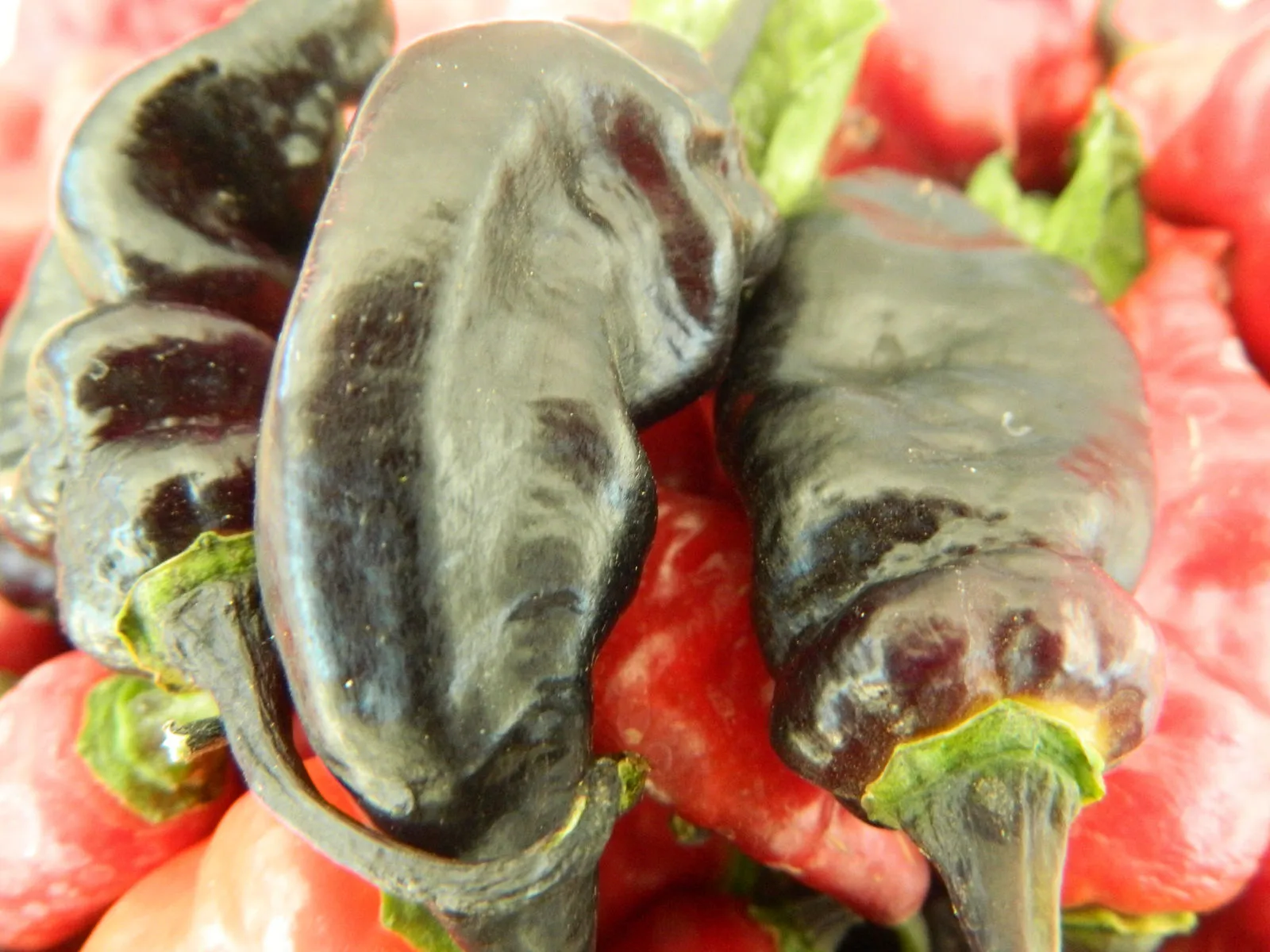 Black Habanero Chilli Seeds - Image 3