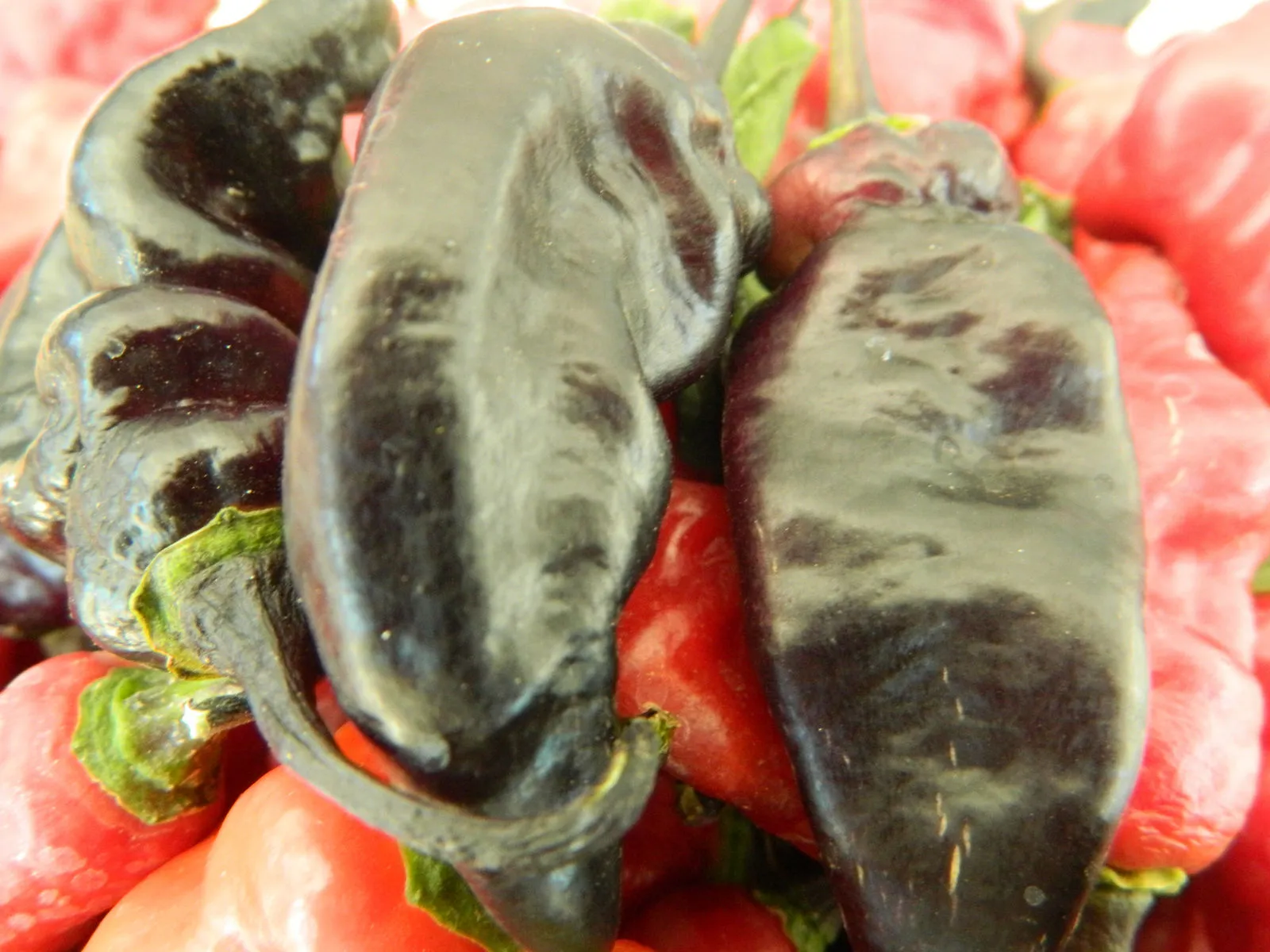 Black Habanero Chilli Seeds - Image 4