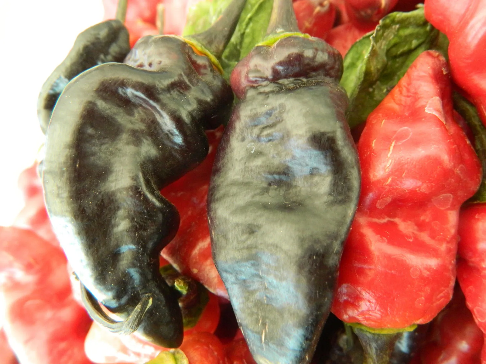 Black Habanero Chilli Seeds - Image 6