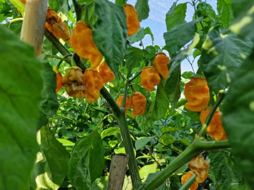 BBG Naga Yellow Chilli Seeds - Image 12