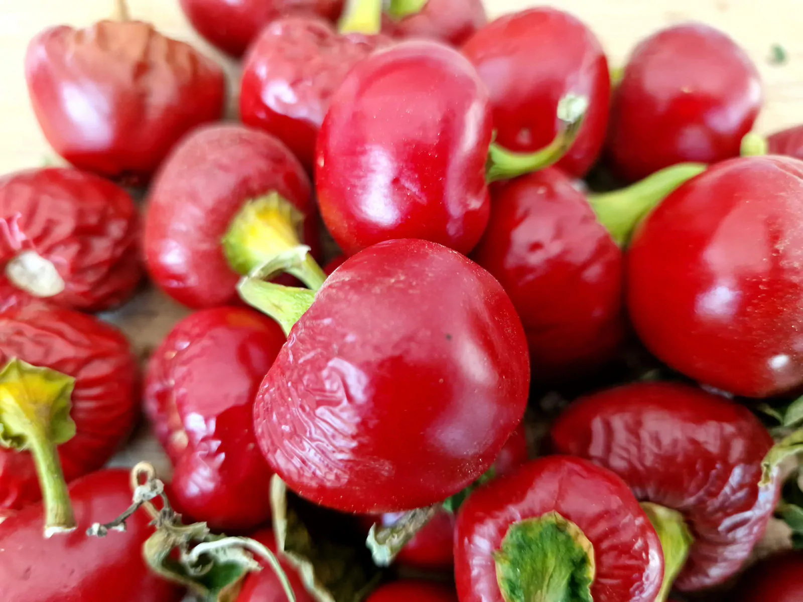 Peperoncino Calabrese Tondo Chilli Seeds - Image 4