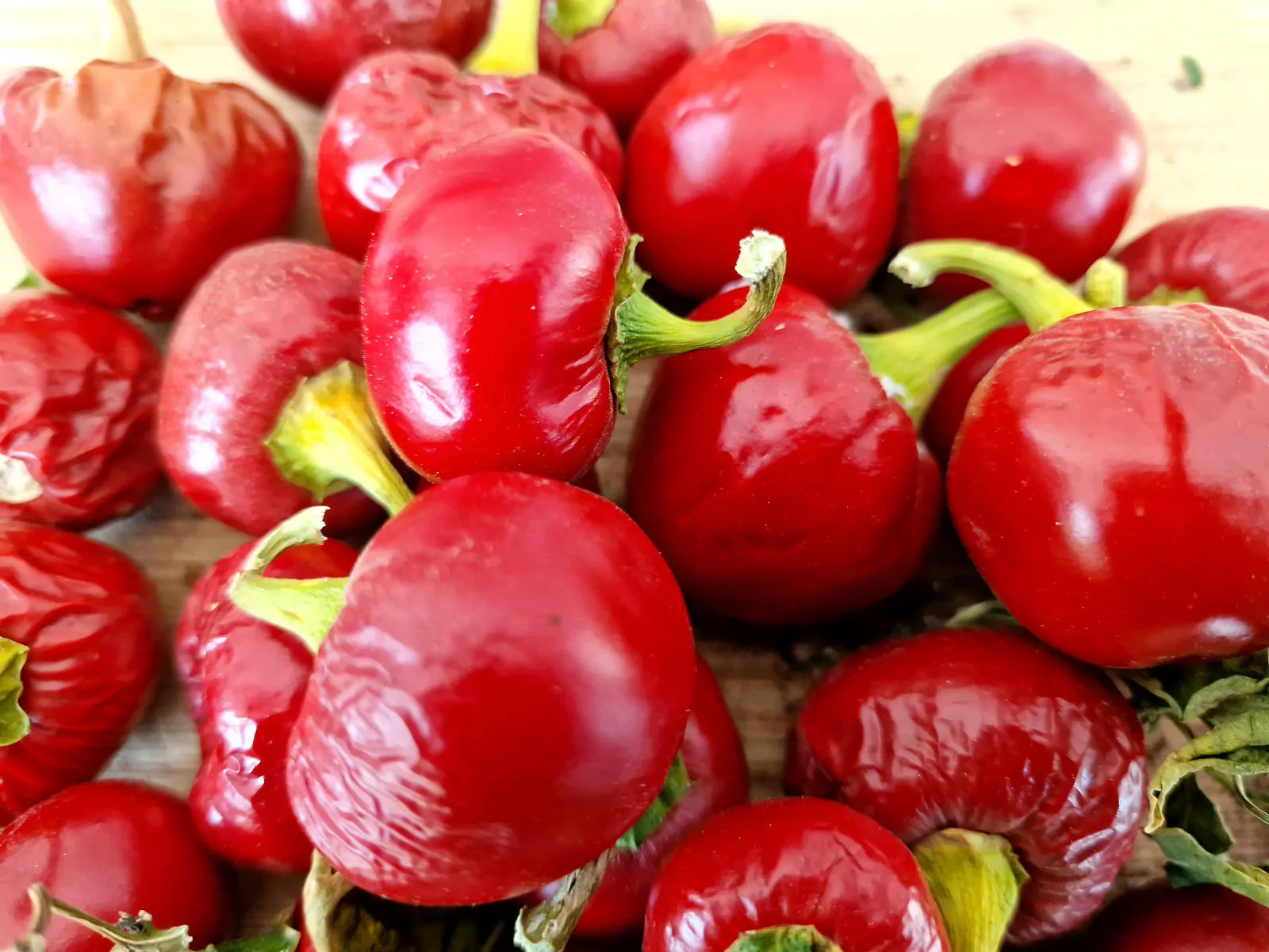 Peperoncino Calabrese Tondo Chilli Seeds - Image 2