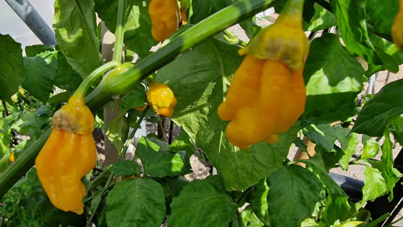 BBG Naga Yellow Chilli Seeds - Image 8