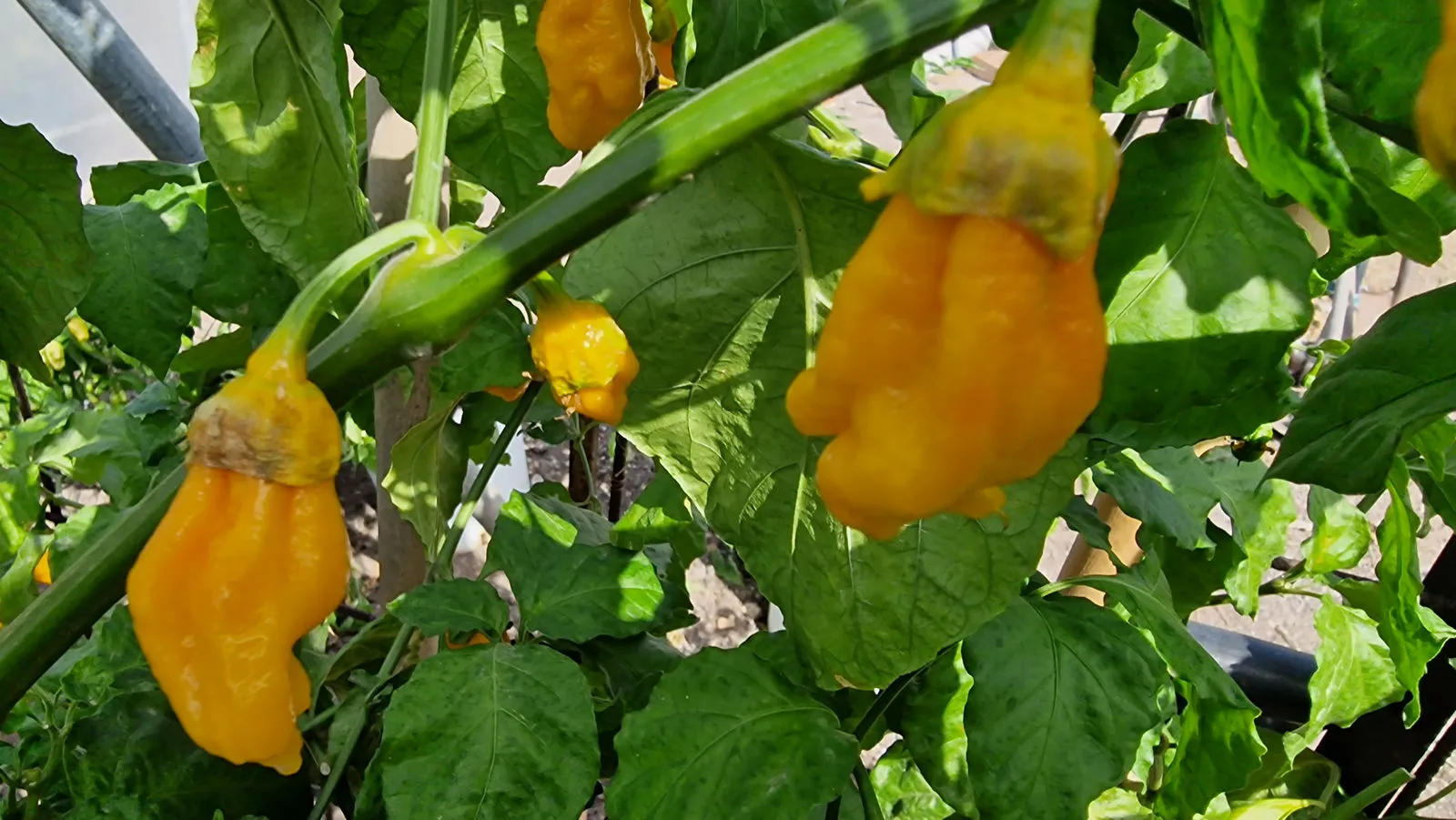 BBG Naga Yellow Chilli Seeds - Image 8